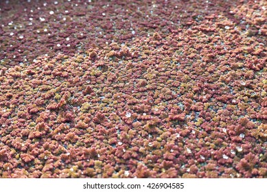 Azolla Filiculoides Close Up