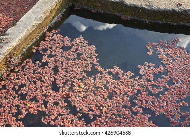 Azolla Filiculoides In A Garden