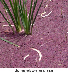 Azolla Filiculoides In A Pond, Australia
