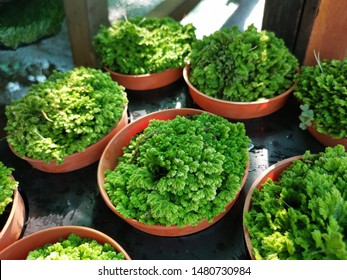 Azolla Filiculoides Small Mossy Fern