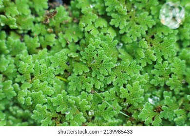 1,455 Azolla background Images, Stock Photos & Vectors | Shutterstock