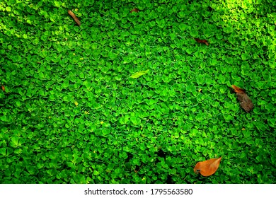 Azolla Green Color Beautiful Baground Stock Photo 1795563580 | Shutterstock