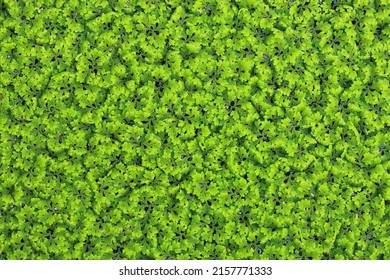 Azolla Pinnata Or Mosquito Fern Water Surface Plant. It Have Nitrogen Fixation. Green Background 