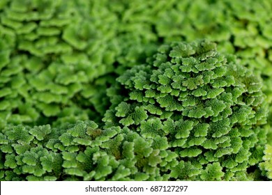  Azolla Pinnata Is A Species Of Fern In Family Salviniaceae, Known As Mosquitofern Or  Water Velvet. It Is An Aquatic Plant, Its Frond Floating Upon The Surface Of The Water.