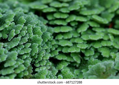 Azolla Pinnata Is Water Fern In Family Salviniaceae, Known As Mosquitofern Or  Water Velvet. It Is An Aquatic Plant, Its Frond Floating Upon The Surface Of The Water.