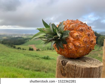 Azores Pineapple- Unique in all the World