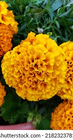 Aztec Marigold, Also Known As Mexican Marigold 