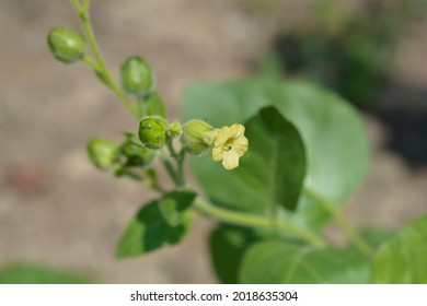 Aztec Tobacco - Latin Name - Nicotiana Rustica