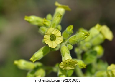 Aztec Tobacco - Latin Name - Nicotiana Rustica