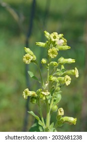 Aztec Tobacco , Latin Name - Nicotiana Rustica