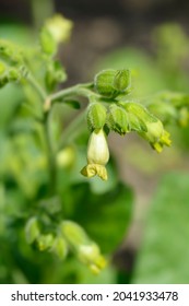 Aztec Tobacco - Latin Name - Nicotiana Rustica