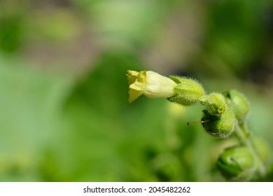 Aztec Tobacco - Latin Name - Nicotiana Rustica