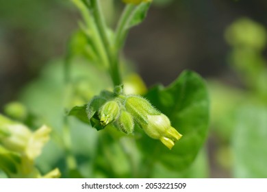 Aztec Tobacco - Latin Name - Nicotiana Rustica