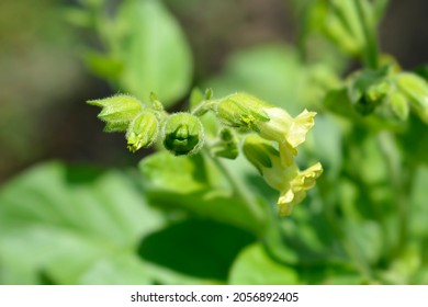 Aztec Tobacco - Latin Name - Nicotiana Rustica