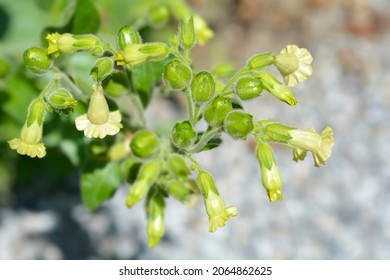 Aztec Tobacco - Latin Name - Nicotiana Rustica