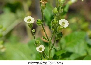 Aztec Tobacco - Latin Name - Nicotiana Rustica