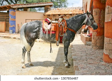 Azteca Horse In Mexico