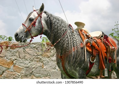 Azteca Horse In Mexico