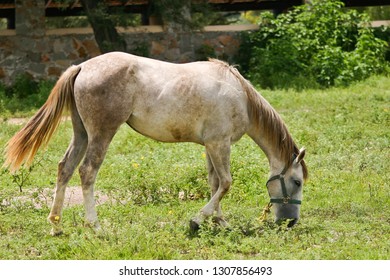 Azteca Horse In Mexico