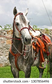 Azteca Horse In Mexico