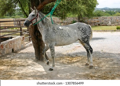 Azteca Horse In Mexico