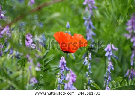 azure, background, beautiful, bloom, blossom, blue, bright, color, day, daylight, decorative, design, detailed, ecology, environment, field, fleecy, flora, floral, flower, fresh, grass, green, grow, h