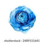 Azure Blue Flower on white isolated background for design. Closeup. Nature. Blue flower isolated on a white backdrop close up. Shades of Blue. Gloss sheen bud. 