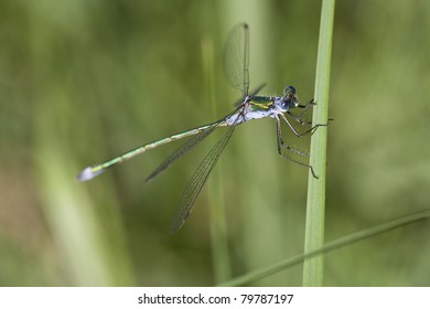 Azure Damselfly