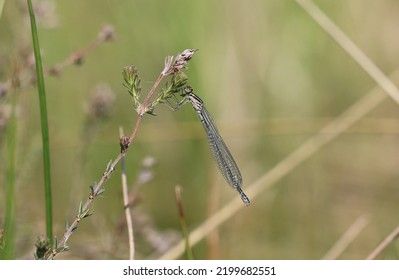 Azure Damselfly In The Bog