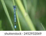 Azure Damselfly - Coenagrion puella, common blue damselfly from European fresh waters, Stramberk, Czech Republic.