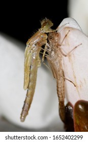 Azure Damselfly, Coenagrion Sp, Emerging From The Larvae Skin