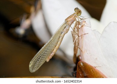 Azure Damselfly, Coenagrion Sp, Emerging From The Larvae Skin