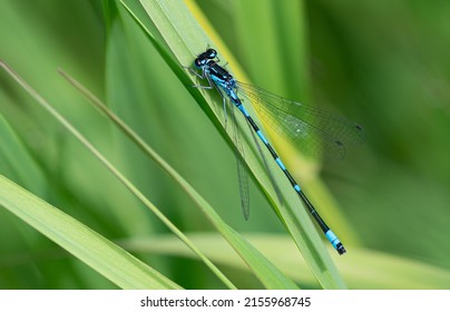 Azure Damselfly Macro On Reed