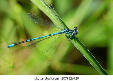 Azure Damselfly Sitting On Grass