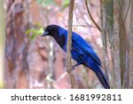 Azure Jay, Gralha Azul or Blue Jackdaw bird, Cyanocorax Caeruleus, Camping Red River State Park, Parque Estadual Rio Vermelho, Florianopolis, Santa Catarina, Brazil, South America