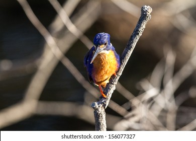 Azure Kingfisher