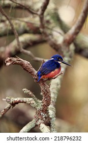 Azure Kingfisher (Alcedo Azurea)