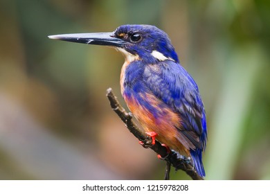 Azure Kingfisher Alcedo Azurea At Daintree River, Queensland, Australia