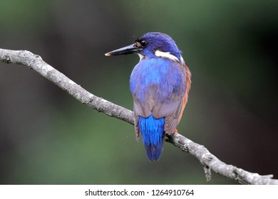 Azure Kingfisher Bird