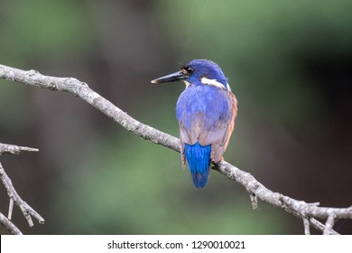 Azure Kingfisher Bird