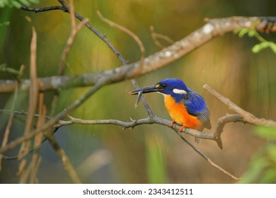 Azure Kingfisher - Ceyx azureus very colourful bird, deep blue to azure back, white to buff spot on the side, northern and eastern Australia and Tasmania, as well as the lowlands of New Guinea 