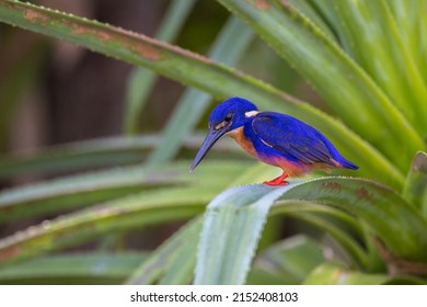 Azure Kingfisher Sitting On Leaf 