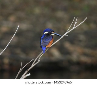 Azure Kingfisher In A Tree