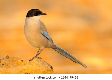 Azure Winged Magpie  - 
Cyanopica Cooki