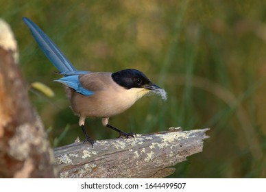 Azure Winged Magpie  - 
Cyanopica Cooki