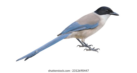 Azure-winged magpie (Cyanopica cyanus), isolated on white background