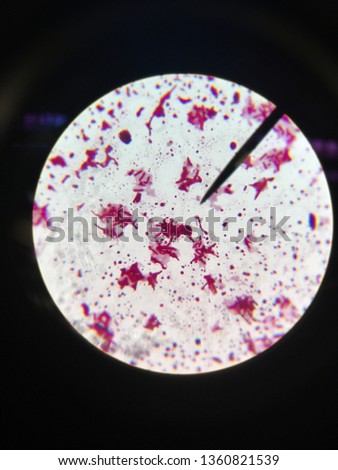 bacillus subtilis microscope