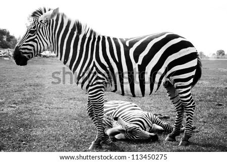 Similar – Zebras Tier Tierpaar