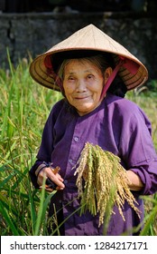 Ba Be Lakes / Vietnam, 02/11/2017: Smiling local Vietnamese woman with conical hat harvesting rice in a field.