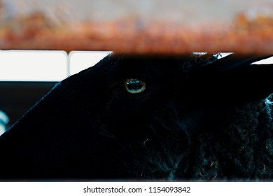  Baa Baa Black Sheep